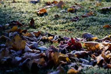 Düşerken düşen yapraklar ve çimenlerin üzerinde bir don tabakası ve güneş yansımaları.