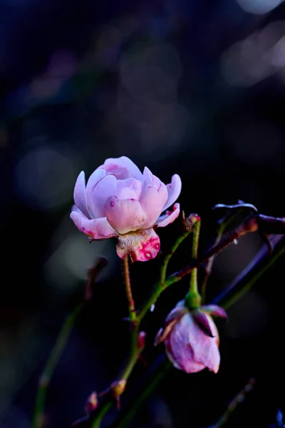 Rose fleur de hanche ou rose sauvage poussant à côté des routes et des parcs — Photo