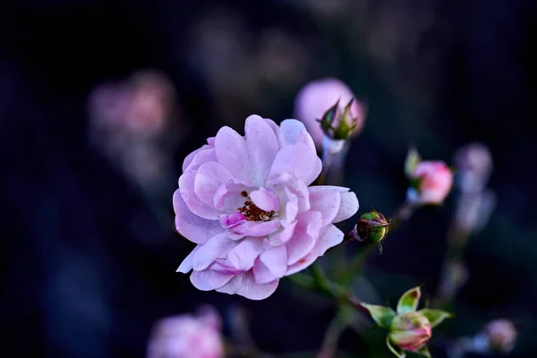 Rózsa csípő virág vagy vadrózsa nő mellett utak és parkok — Stock Fotó