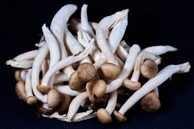 Hypsizygus Tesselatus, zengin etli beyaz shimeji