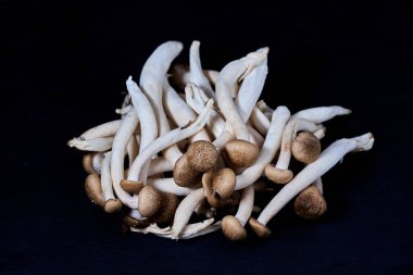 Hypsizygus Tesselatus, zengin etli beyaz shimeji