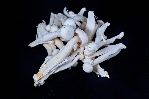 H. marmoreus, lihaisa valkoinen shimeji — kuvapankkivalokuva