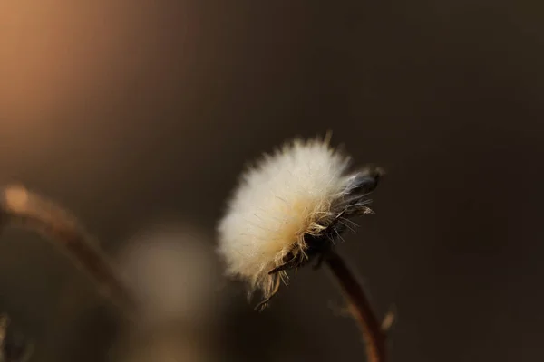 Innenraum der Trockendistelpflanze im Winter — Stockfoto