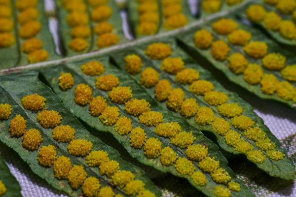 Vue de près de la face inférieure d'une feuille de fougère pleine de spores jaunes prêtes à se reproduire — Photo