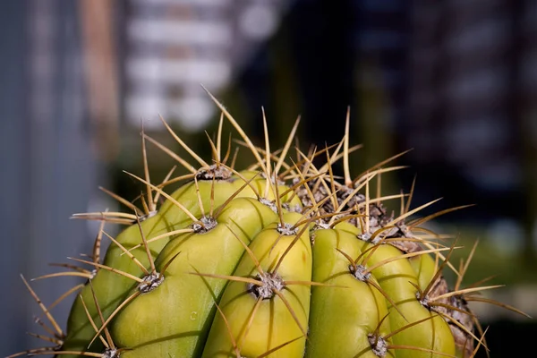 Variété de cactus rustique cultivée au pays et vue de ses pointes — Photo