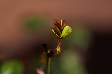 Baharın yaklaştığı evin balkonunda yetişen bir gül ağacının filizi.