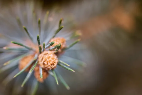 주사 바늘 과 소나무 꽃의 선택적 인 초점 — 스톡 사진