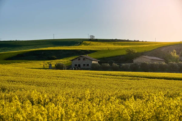 Rapeseed fields next to the city of Pamplona — Stock Photo, Image