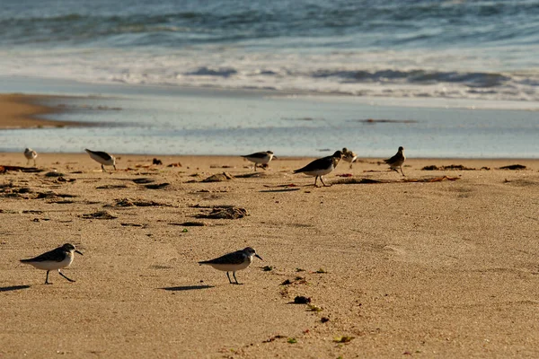 Group of calidris alba on the beach of Matosinhos near the city of Porto — стокове фото