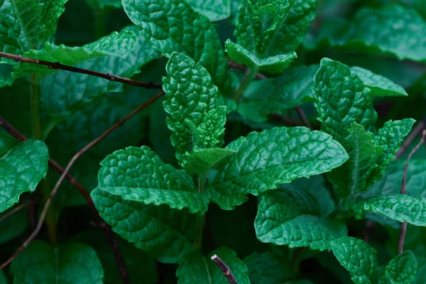Close Few Leaves Mint Plant High Quality Photo — Stock Photo, Image