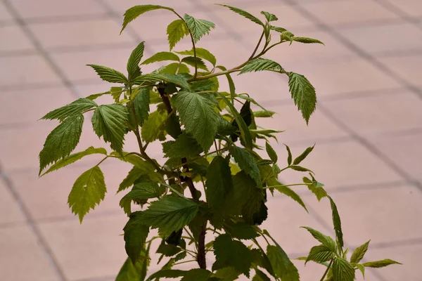 View of a raspberry plant on a balcony. High quality photo