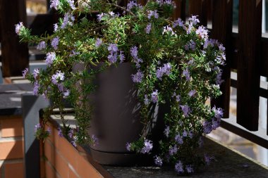 Salvia Rosmarinus olarak da bilinen biberiye bitkisi. Yüksek kalite fotoğraf