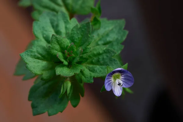 Small Wild Violet Flower High Quality Photo — Stock Photo, Image