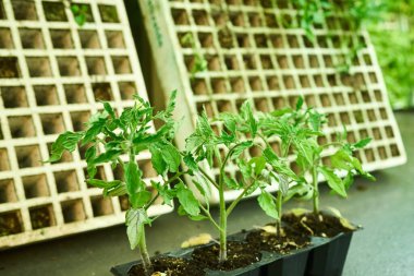 Küçük biber bitkileri satışa hazır ve nakledildi. Yüksek kalite fotoğraf