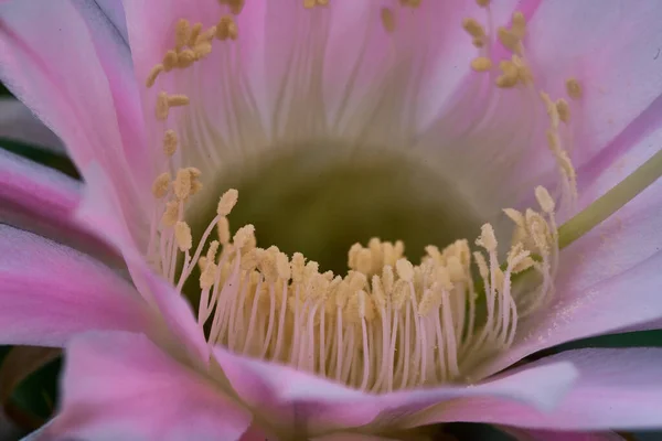 Cactus Fleur Variété Echinopsis Oxygona Photo Haute Qualité — Photo