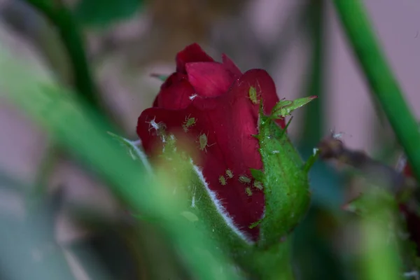 Flor Rosa Atacada Por Infestación Áfidos Foto Alta Calidad —  Fotos de Stock