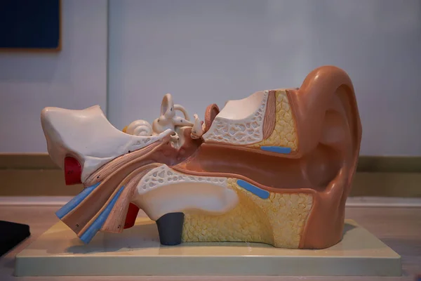 ear model represents the outer, middle, and inner ear
