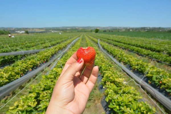 터키의 아다나에서 딸기를 — 스톡 사진