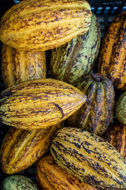 Kakao meyvesi, yeşil ve sarı taze kakao fasulyesi, arka plan, insan yok.