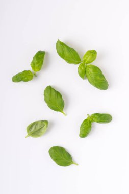 Beyaz arka planda taze fesleğen yaprakları