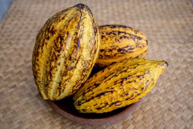 Üç kakao meyvesi, sarı taze kakao fasulyesi, arka plan, insan yok.