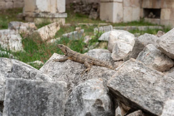 Yucatan, Meksika 'daki Uxmal tapınak kompleksinde kertenkele ya da iguana, yatay