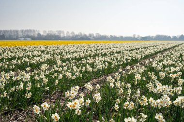 Flower field with white and yellow daffodils in the Netherlands, horizontal