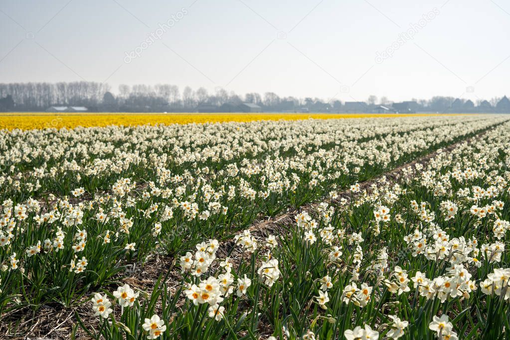 Flower field with white and yellow daffodils in the Netherlands, horizontal