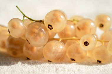 Close-up of fresh white currants, fruit on light white background