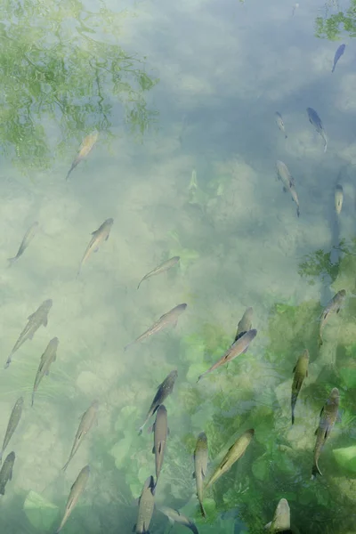 Beautiful image of fish in a green blue pond of water, vertical