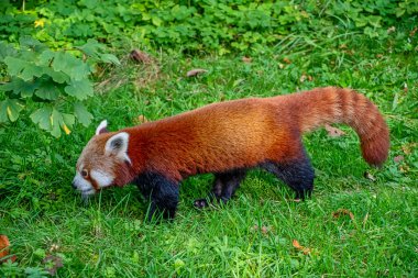 Sevimli Kırmızı Panda olarak da bilinir (Ailurus fulgens)