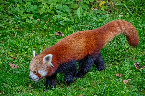 Cute Red Panda Also Known Lesser Panda Ailurus Fulgens — Stock Photo, Image
