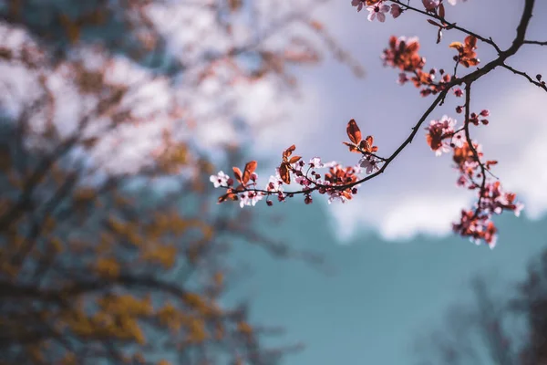 Bahar Bahçesinde Güzel Pembe Sakura Çiçeği — Stok fotoğraf