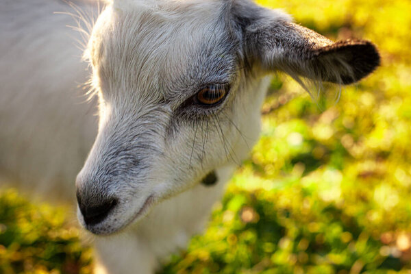 Portrait of a small cute white goat that will sit in the meadow.