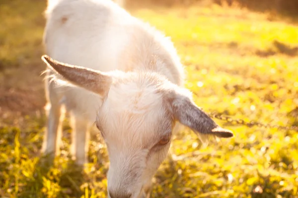 Porträt Einer Kleinen Niedlichen Weißen Ziege Die Auf Der Wiese — Stockfoto