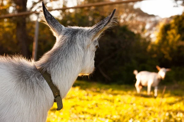 Porträt Einer Kleinen Niedlichen Weißen Ziege Die Auf Der Wiese — Stockfoto