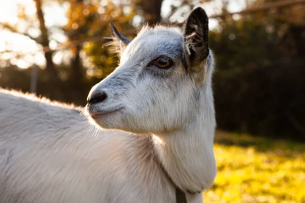 Porträt Einer Kleinen Niedlichen Weißen Ziege Die Auf Der Wiese — Stockfoto