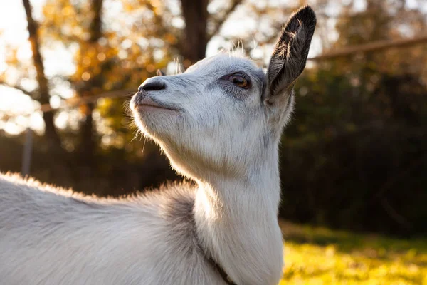 Retrato Una Pequeña Cabra Blanca Que Sentará Prado — Foto de Stock