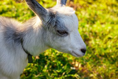 Küçük beyaz bir keçinin portresi çayırda oturacak.