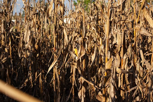 Fin Temporada Maíz Campo Listo Para Cosecha — Foto de Stock