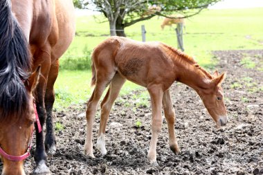 Bir çiftlikte tay ve anne kısrak, souvigny, allier, France