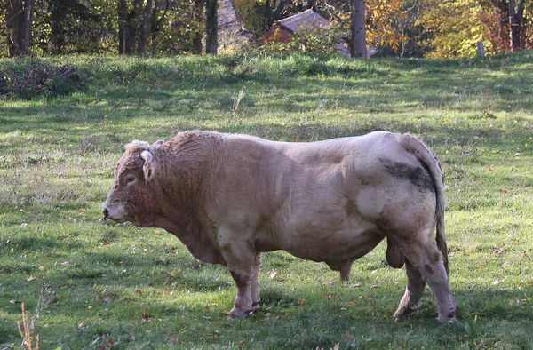 Bull Souvigny Farm Allier Wsi Francja — Zdjęcie stockowe