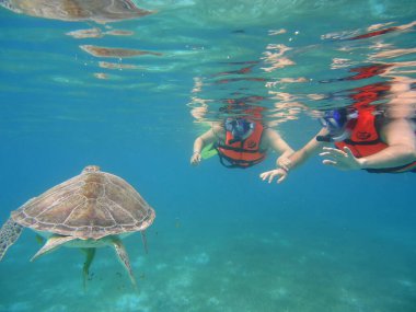 Okyanustaki kaplumbağa, Cancun, Yucatan, Meksika