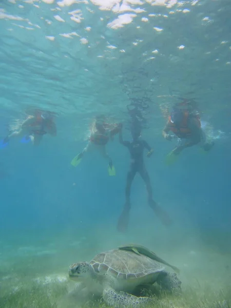 Okyanustaki Kaplumbağa Cancun Yucatan Meksika — Stok fotoğraf