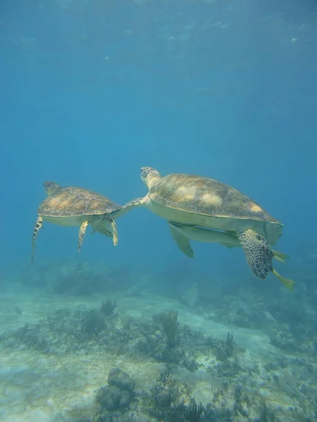 Черепаха Океане Канкун Юкатан Мексика — стоковое фото