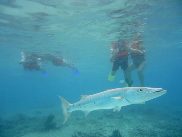 Pesce Barracuda Nell Oceano Cancun Yucatan Messico — Foto Stock