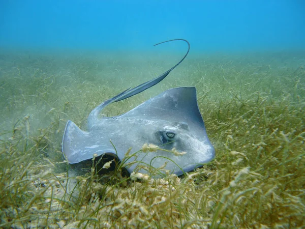 Manta ray in the ocean, Cancun, yucatan, mexico