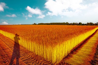 flax fields during the harvest of August near the city of Etretat,  in Normandy, France clipart