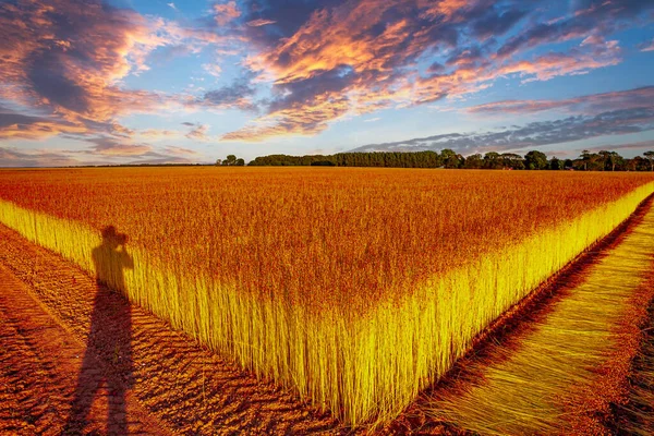 Campos Lino Durante Cosecha Agosto Cerca Ciudad Etretat Normandía Francia — Foto de Stock