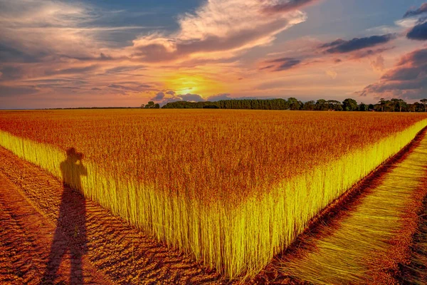 Campos Lino Durante Cosecha Agosto Cerca Ciudad Etretat Normandía Francia — Foto de Stock